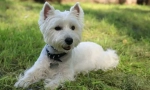 West highland white terrier